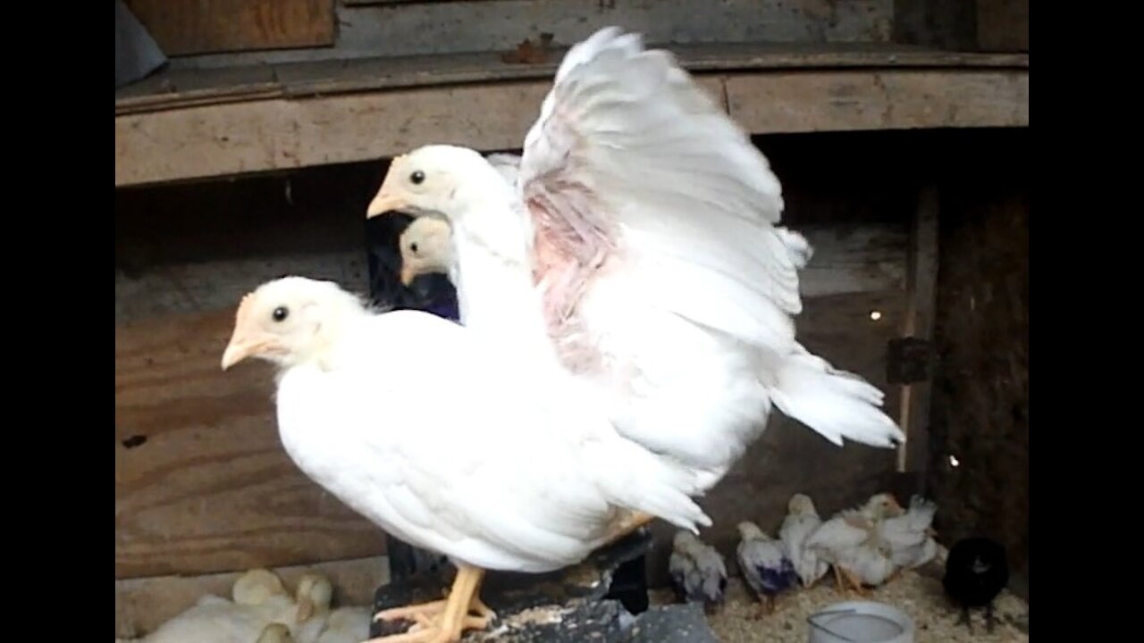 Leghorn Chickens Perched in their coop looking down on the Ducks