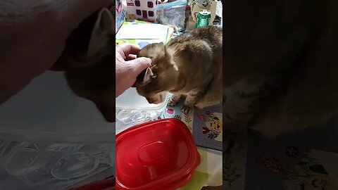 found another kitty cat