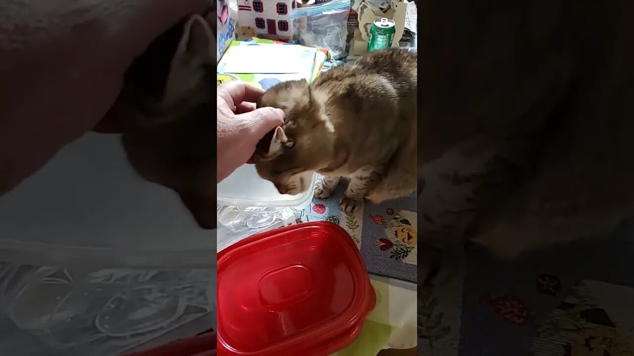found another kitty cat