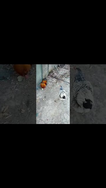 Good morning Rhiannon Rusty and ducks