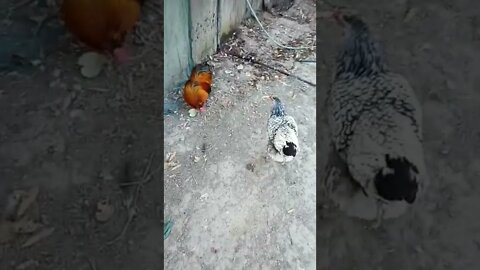 Good morning Rhiannon Rusty and ducks