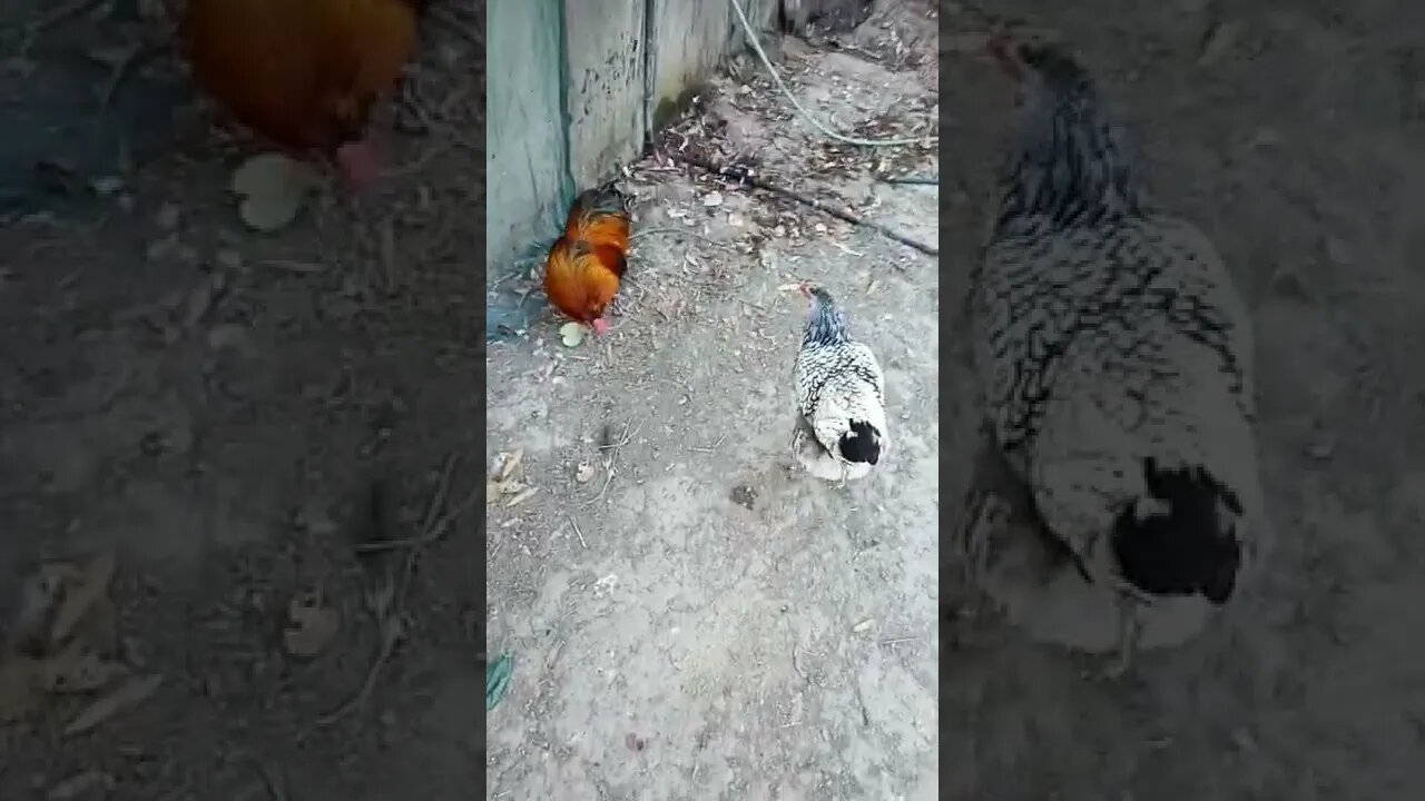 Good morning Rhiannon Rusty and ducks