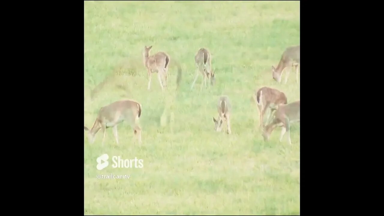 Deer in georgia field