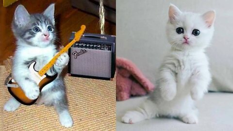 Aww so funny 😍😘 super cats and dogs reaction videos