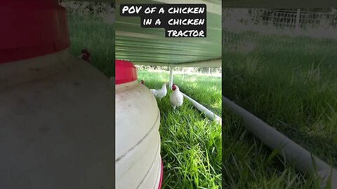 POV of a chicken in a chicken tractor.🐓 #chicken #chickentractor #farming