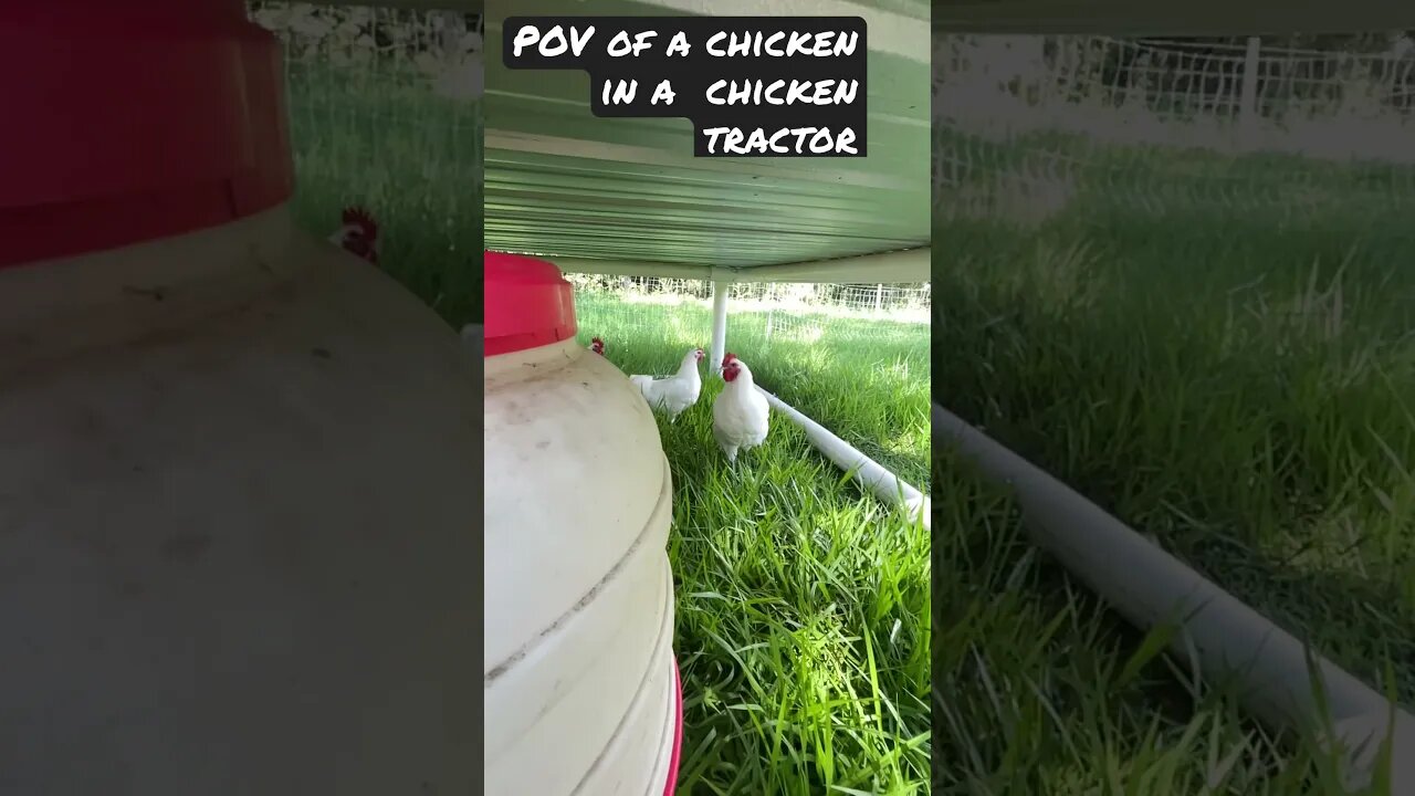 POV of a chicken in a chicken tractor.🐓 #chicken #chickentractor #farming