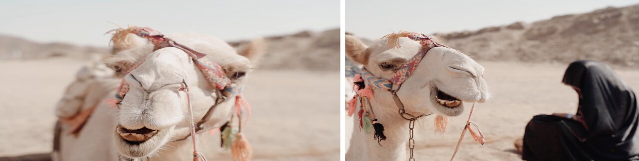 Fun Day Out to the Camel Park, Mazotos, Larnaca 😍