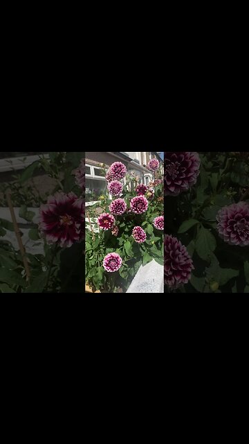 Flowers everywhere-pure joy