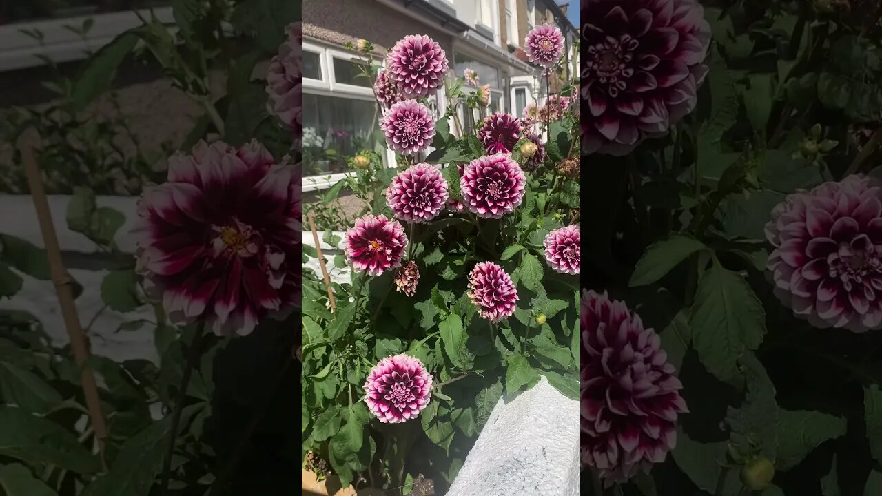 Flowers everywhere-pure joy