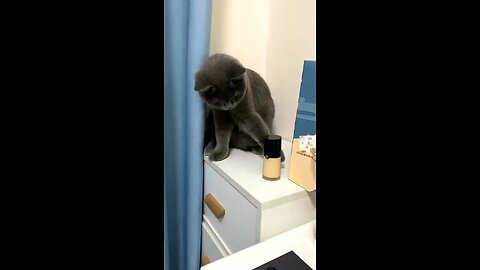 Funny cat videos