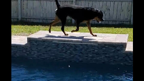 Horus the Rottweiler Sharks the Pool