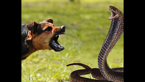 Dog Bravely defends Cat agence snake 🙀