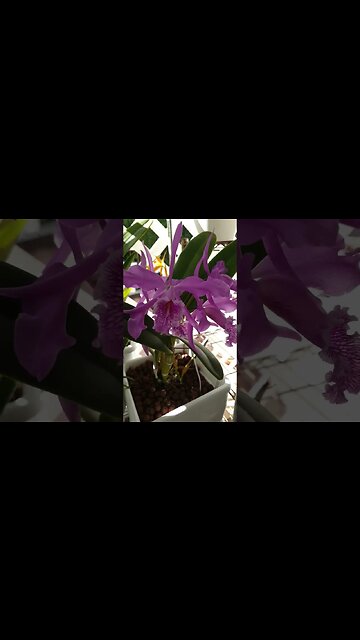 🤩 Sensational 🤩 #cattleyamaxima #ninjaorchids