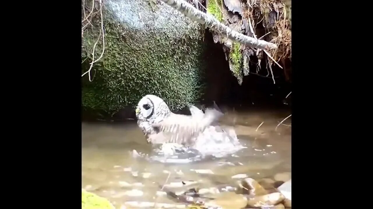 🦉Owl in water #ytshorts #shorts #PetpupFun #Fun #Dogs #Cats #Entertaiment #trending #viral