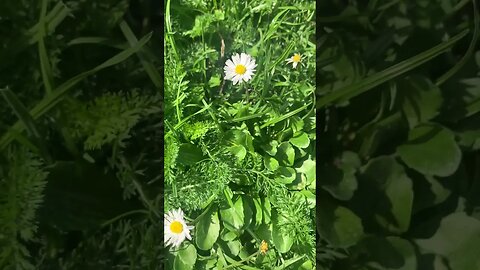 Beautiful little white flower surrounded by grass-London flowers are beautiful