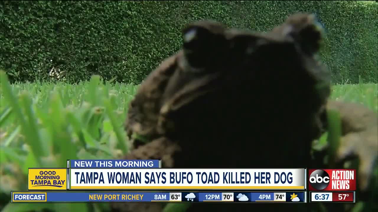 Tampa woman says her dog died after ingesting Bufo toad's toxin