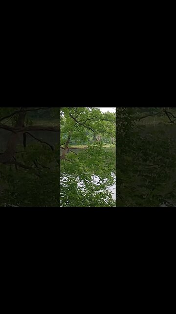Do you see it? #Deer #whitetaildeer #puremichigan #michigansummer #michigan #shortsvideo #tiktok