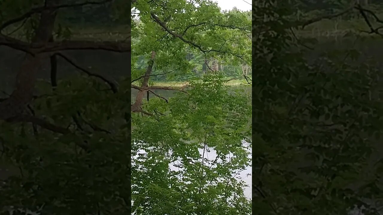 Do you see it? #Deer #whitetaildeer #puremichigan #michigansummer #michigan #shortsvideo #tiktok