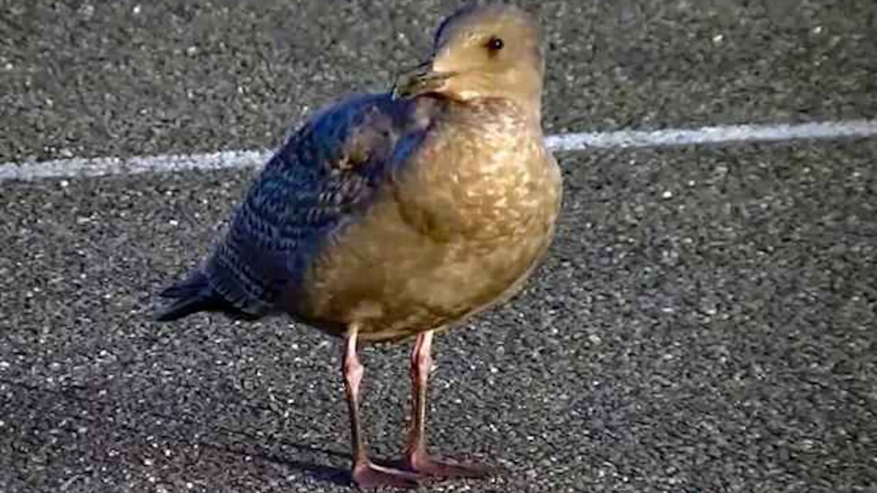 IECV NV #09 - 👀Glaucous-winged gulls / Seagull's On The Road Sun Bathing 1-28-2014