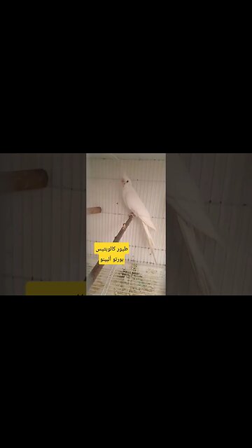 طيور كالوبتيس بورتو ألبينو