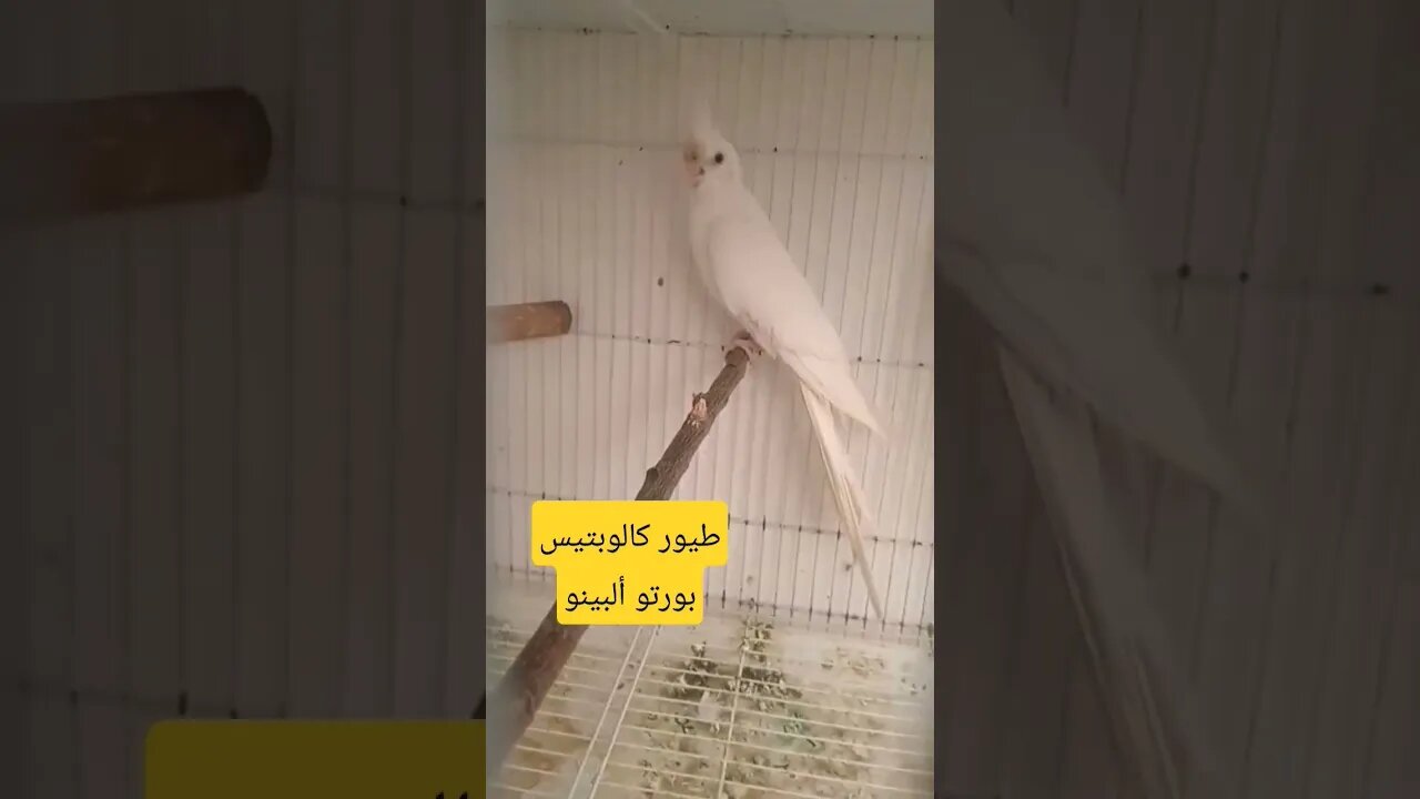 طيور كالوبتيس بورتو ألبينو