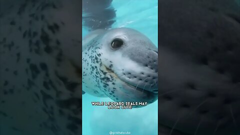 Leopard Seal One Of The Cutest But Dangerous Animals In The World #shorts