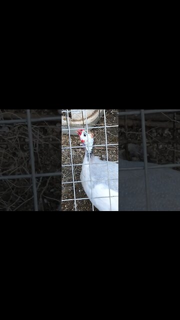 A video showing guinea fowl sounds. Contentment and then the female chatting to me.