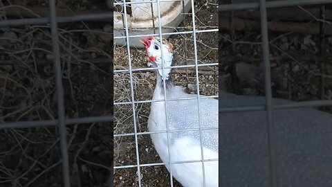 A video showing guinea fowl sounds. Contentment and then the female chatting to me.