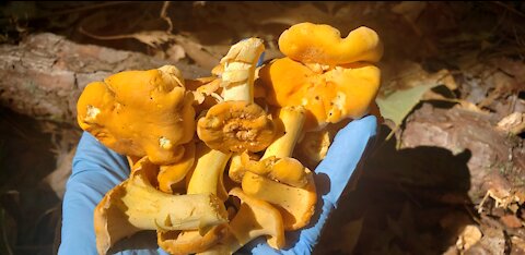 Field trip with friend and kids. Farage Chanterelle 2021