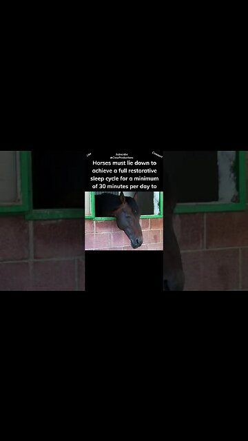 Horses Sleep Standing Up #horse #shorts