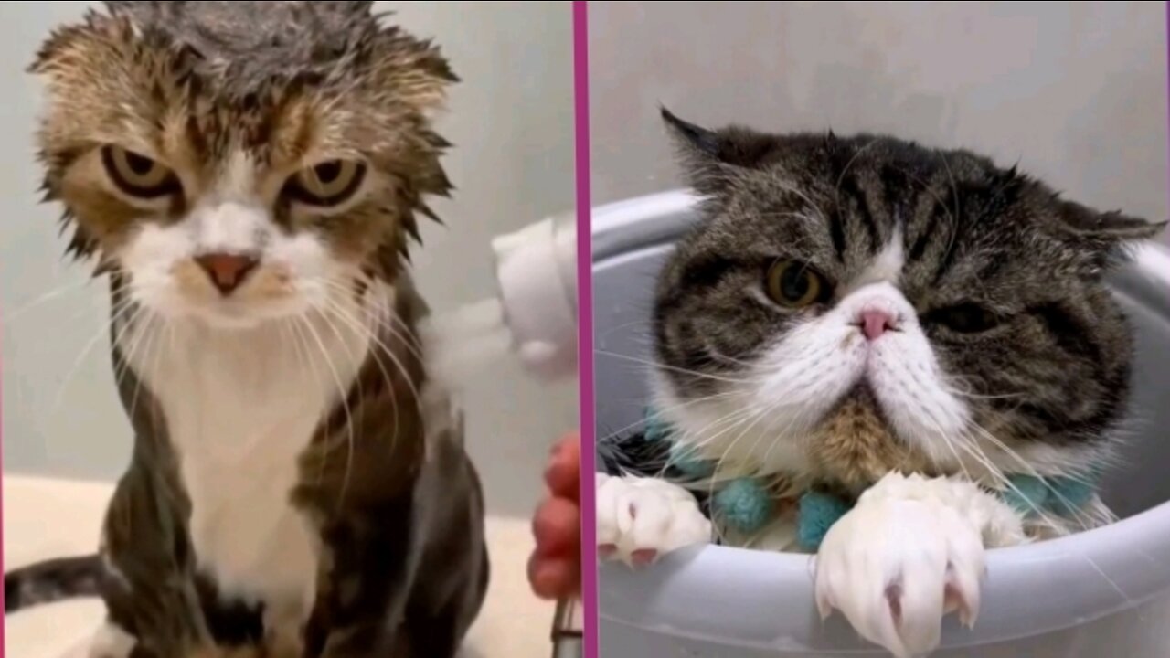 Funny Cat Expressions When In The Bathroom