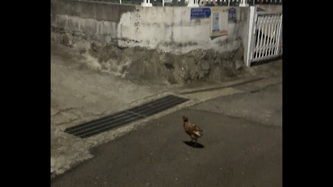 Chicken in a quiet residential area