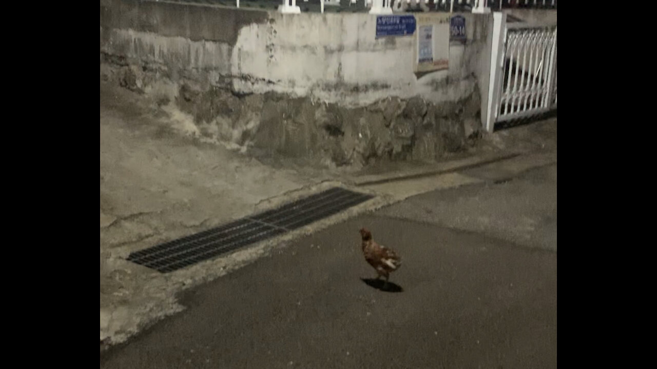 Chicken in a quiet residential area
