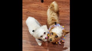 Carefree Puppies Play Outside