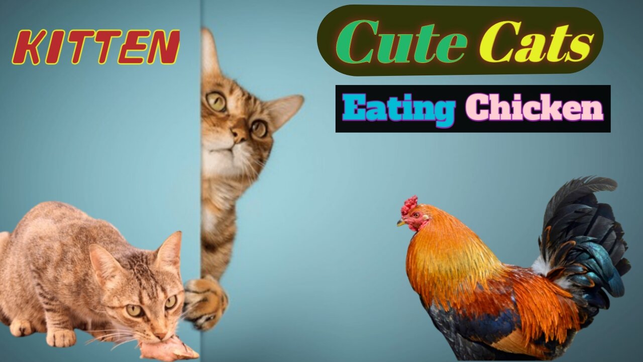 Cute Cats Eating Chicken ! Animals, cats, funny cats,