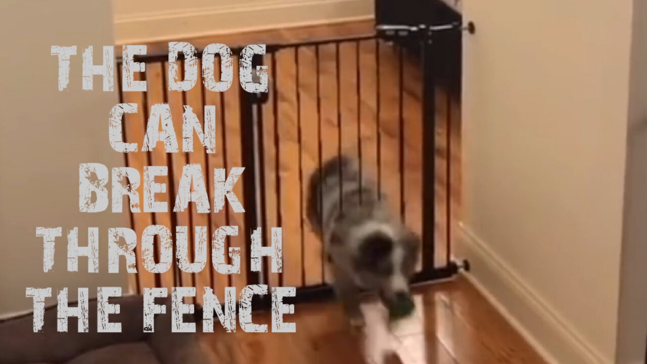 the dog can break through the fence