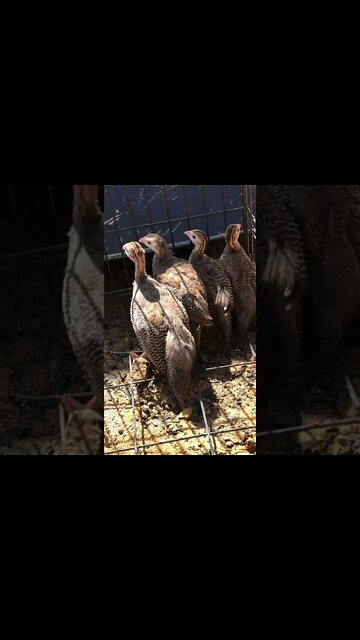 4 little guinea fowl all in a row 🎵🎶 - 7 weeks old