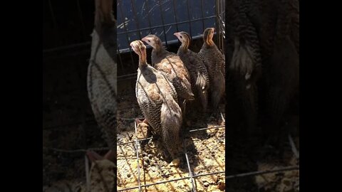 4 little guinea fowl all in a row 🎵🎶 - 7 weeks old