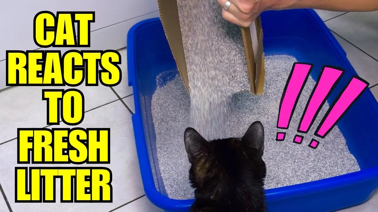 Why Do Cats Do This? - Funny Cat Litter Box