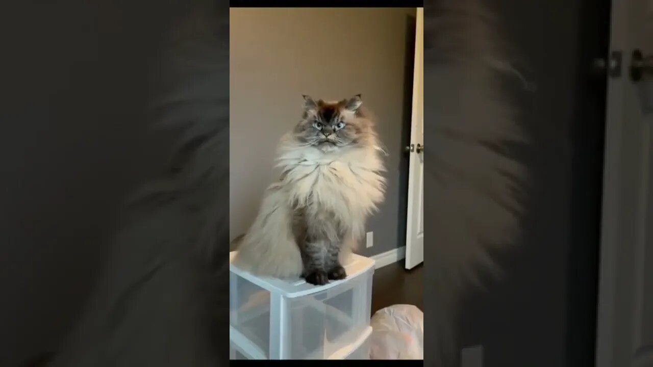 FunnyAngry Cat Video