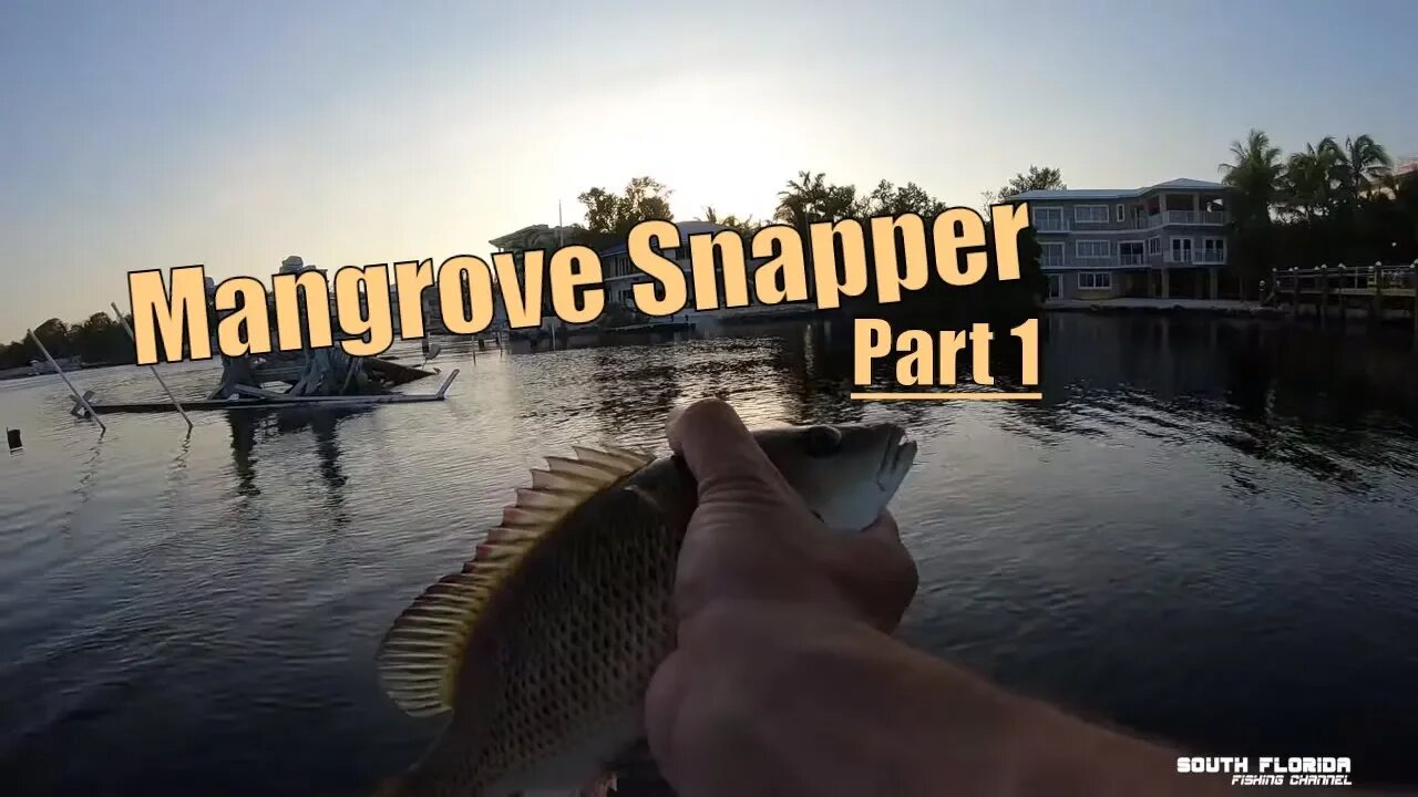 Mangrove Snapper & Bait in Key Largo Bay. Catch and Cook Part 1/2