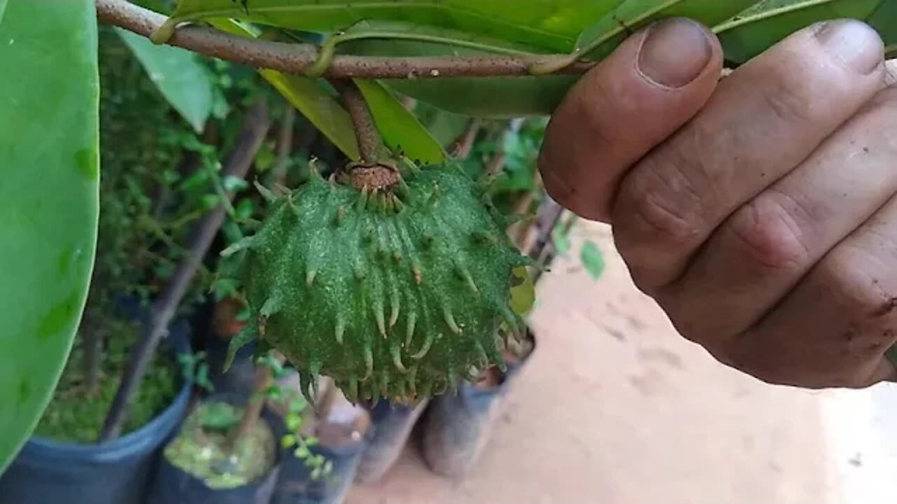 frutíferas produzindo em vaso graviola manga palmer tomy Rosa Caju anão laranja champanhe araçá...