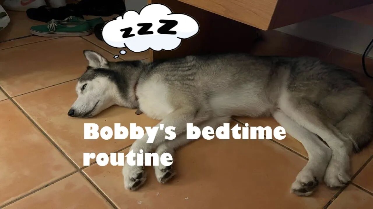 How to put a young Husky to sleep (BEDTIME, NOT DEATH)