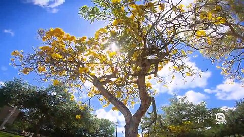 Digital Zen: Tabebuia Trees blooming in Jupiter's Abacoa neighborhood