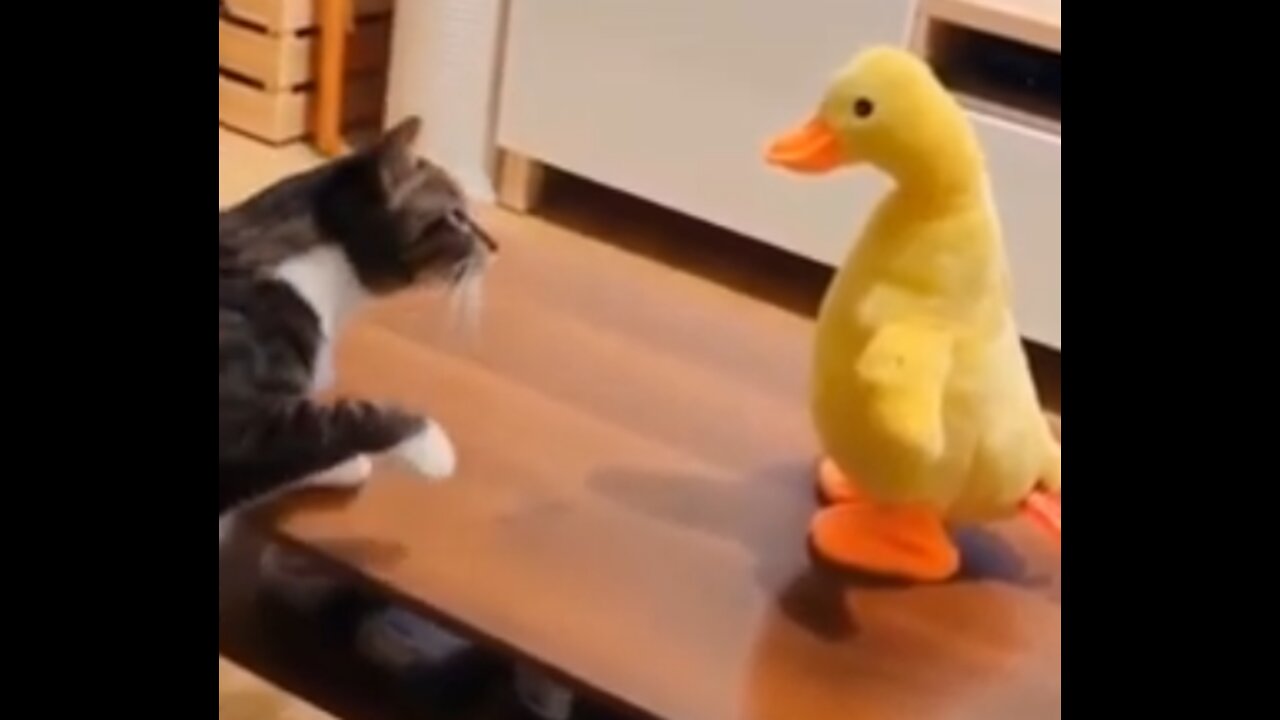 Cat vs duck toy, cat got 2 hits in 😂😂😂