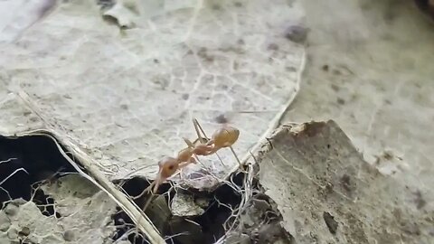 The Busy Ant #trending #fypシ #videos #shortsvideo #video #shorts #short #insects