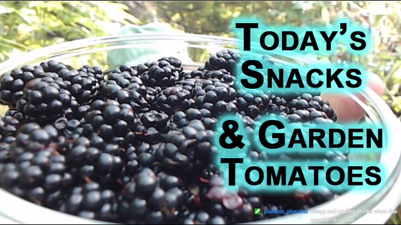 Today’s Snacks: Blackberries, Chocolate Covered Coffee Beans, Coconut Macaroons, & Garden Tomatoes