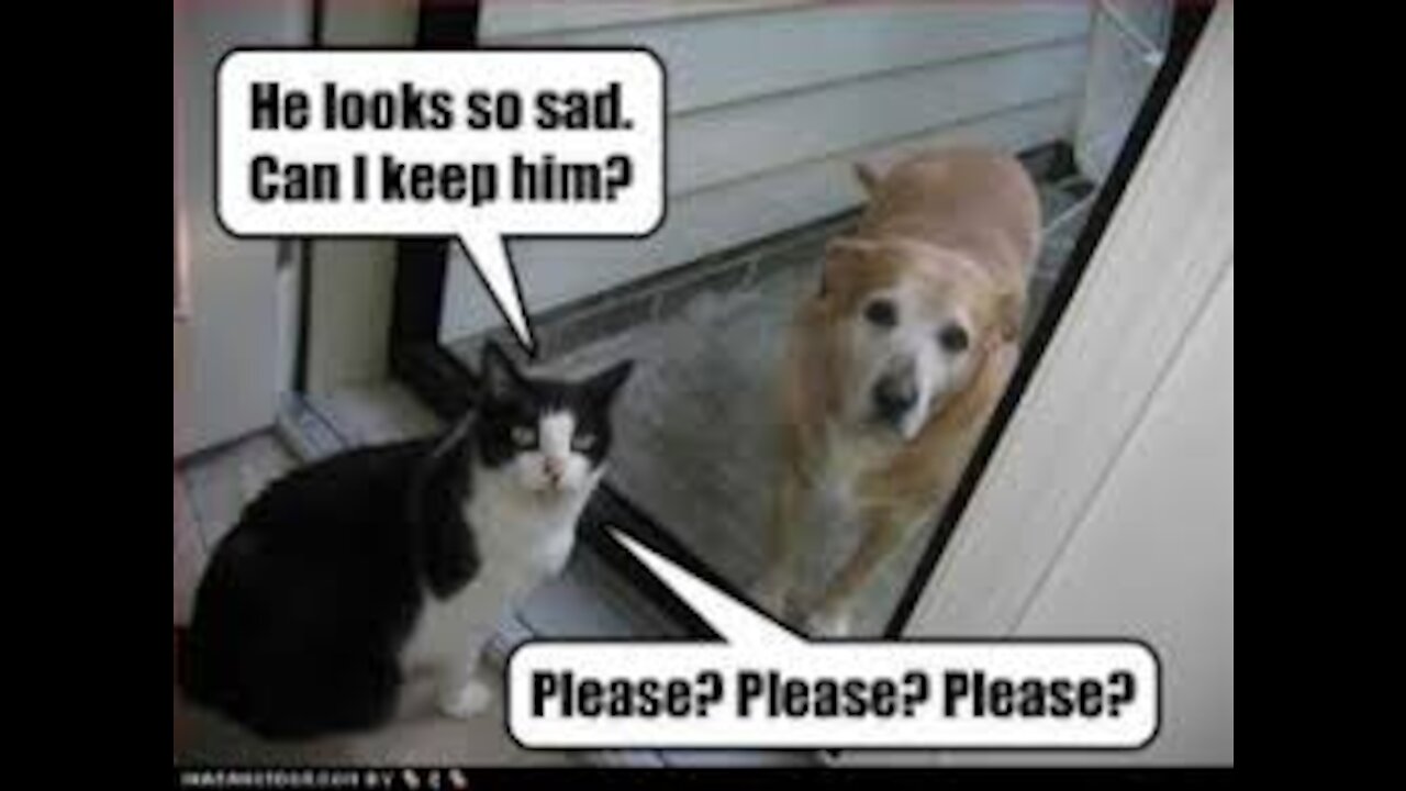 funny dog and cat funny animals