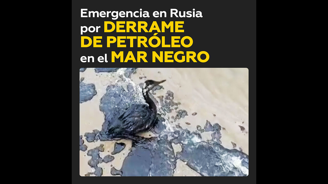 Desastre ambiental: petróleo contamina la costa de Anapa, Rusia