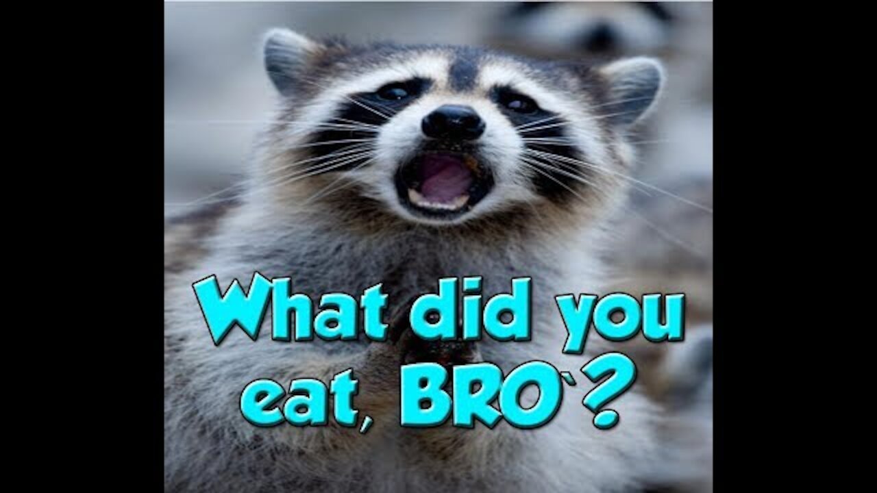 Farting Animals Compilation | They Get So Scared From Their Farts!